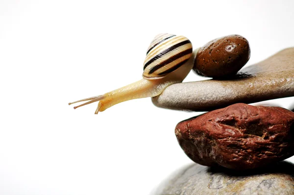 Ślimak na skałach — Zdjęcie stockowe
