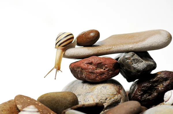 Caracol sobre rocas — Foto de Stock