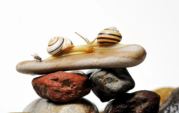 岩石上的蜗牛 — 图库照片