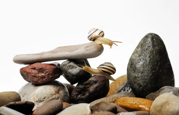 Ślimaki na skałach — Zdjęcie stockowe