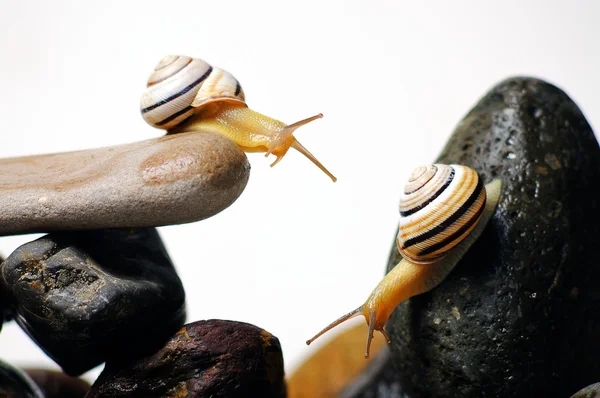 Caracóis em rochas — Fotografia de Stock