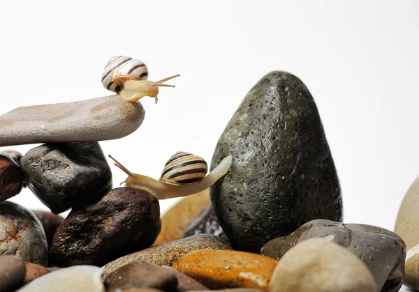 Snails on rocks — Stock Photo, Image