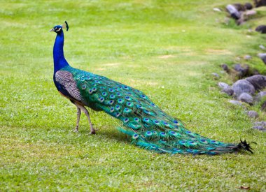 Peacock clipart