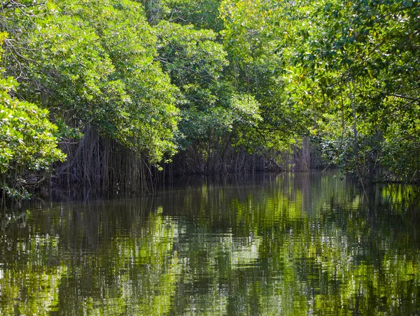 Tropiska snår mangroveskog på black river. Jamaica — Stockfoto