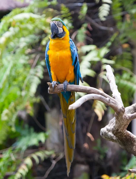 Prachtige kleurrijke parrot — Stockfoto