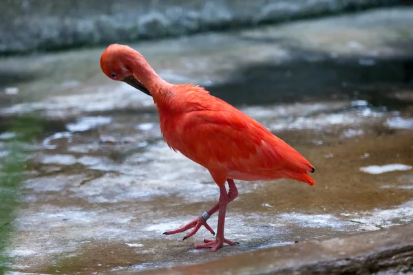 Tropisk fågel — Stockfoto