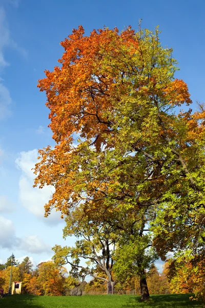 Árbol brillante en el parque de otoño —  Fotos de Stock