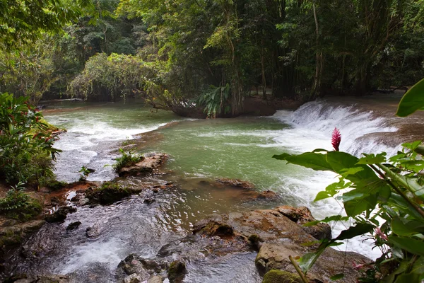 Jamaica. Cascadas del río Dunn — Foto de Stock