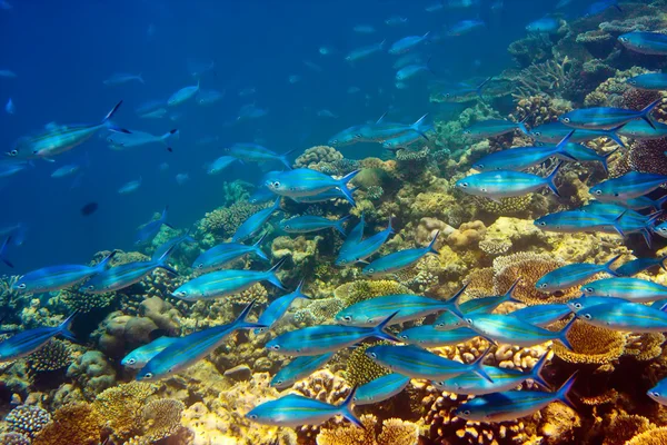 Indiska oceanen. undervattensvärld. — Stockfoto