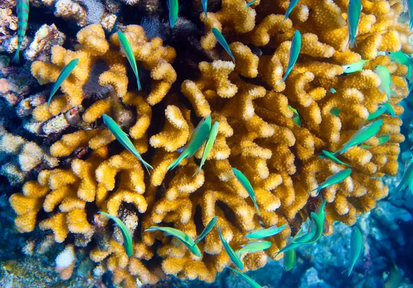 Indiai-óceán. víz alatti világ. — Stock Fotó