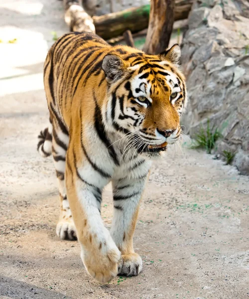 Der Tiger — Stockfoto