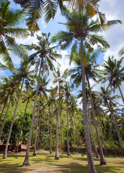 Gökyüzü arka planında palmiye ağacı — Stok fotoğraf