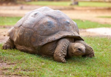 grote Seychellen schildpad uit la vanille reserveren park. Mauritius
