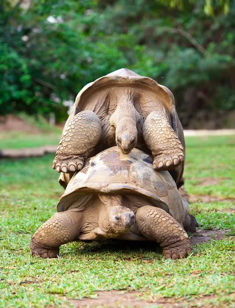 Dos grandes tortugas Seychelles simpatizándose. Mauricio —  Fotos de Stock