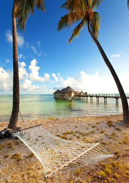 Palmiye ve deniz arasında hamak — Stok fotoğraf