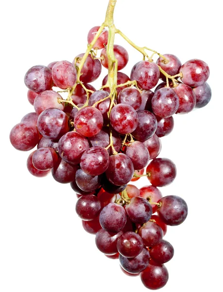 Clúster de uvas — Foto de Stock