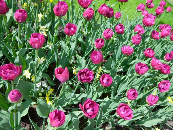 Cama con tulipanes — Foto de Stock