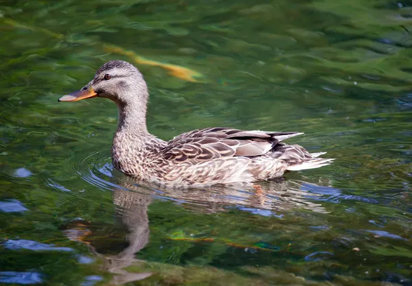 Mallards — Stock Photo, Image