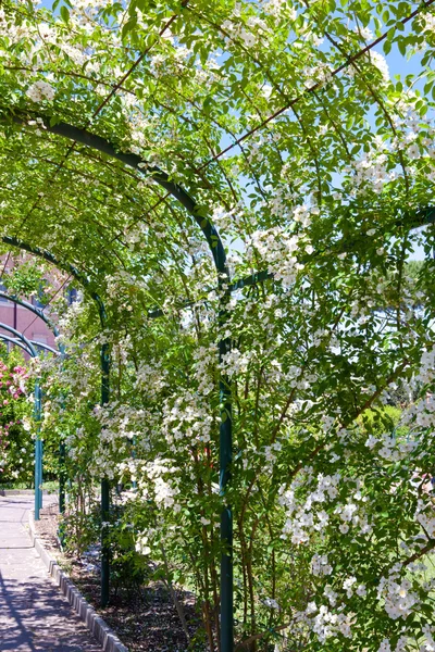 Rome. Italië. galerij in bloemen. San-Alessio park (Roseto) — Stockfoto