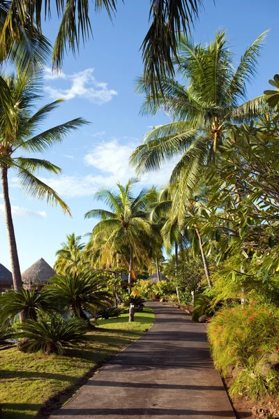 Passo a passo para o mar entre a vegetação tropical . — Fotografia de Stock