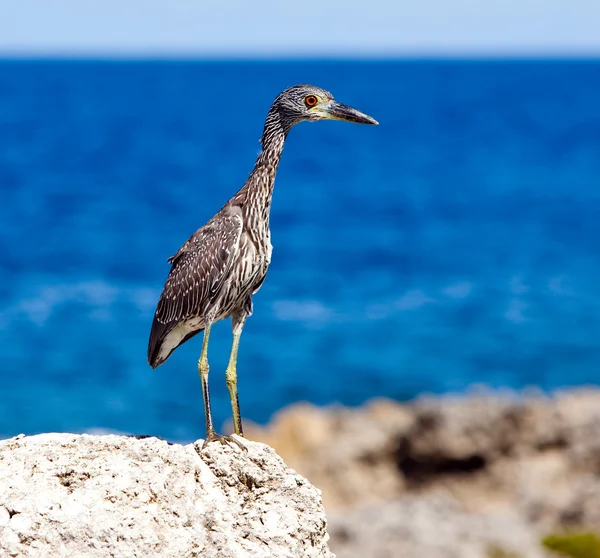 Grijze heron op stenen op de achtergrond van de zee. Jamaica. — Stockfoto