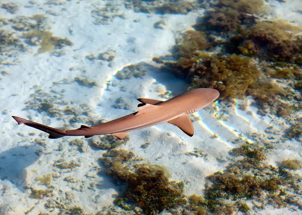 海のサンゴ礁のサメ — ストック写真