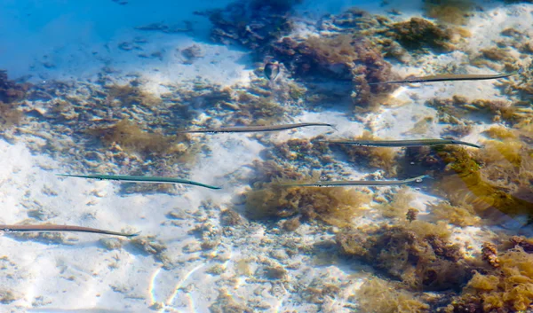 Needlefish — Φωτογραφία Αρχείου