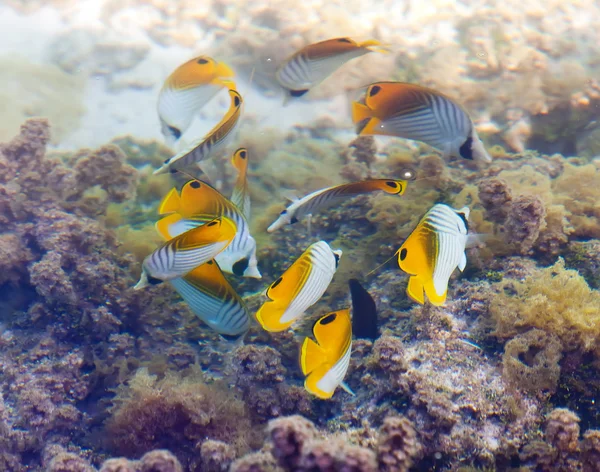 Fische in Korallen. — Stockfoto