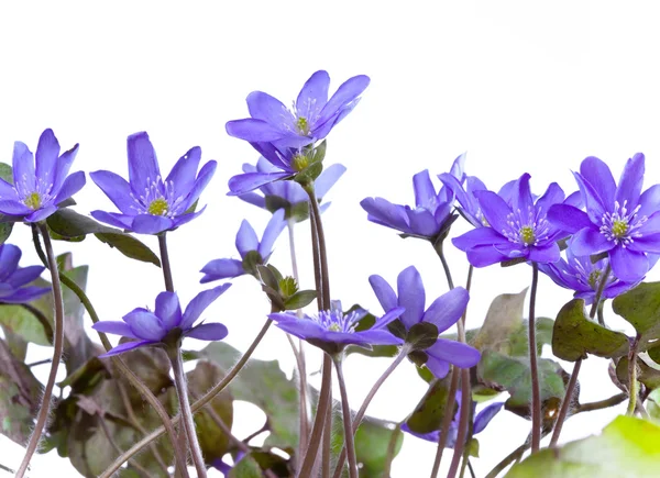 Die ersten Frühlingsblumen - Schneeglöckchen — Stockfoto