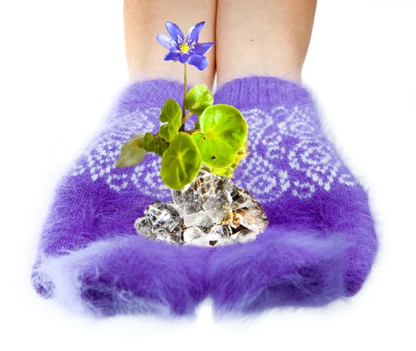 The first spring snowdrop in hands with fluffy mittens — Stock Photo, Image