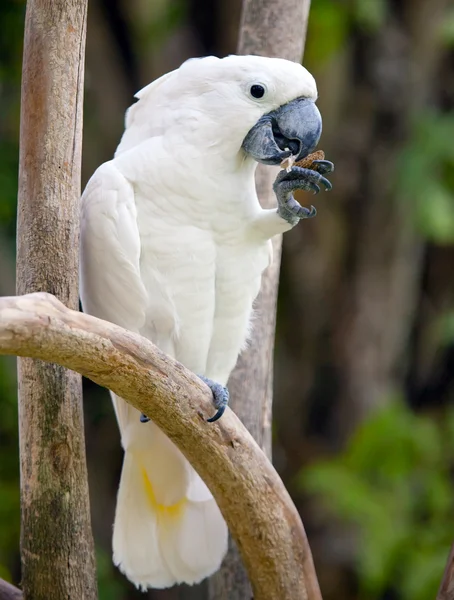 Loro blanco —  Fotos de Stock