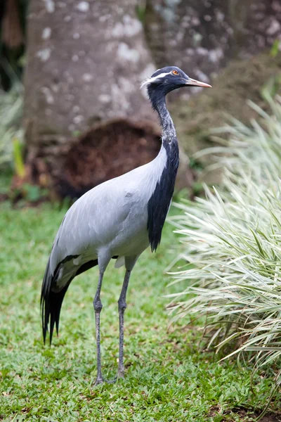 Gru grigia coronata meridionale — Foto Stock