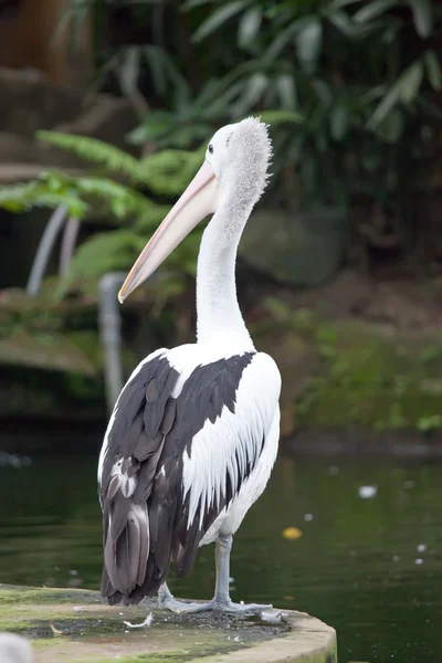 Pelican — Stock Photo, Image