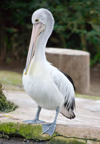 Pelican — Stock Photo, Image