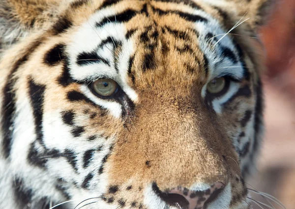Tiger.close up an einem sonnigen Tag — Stockfoto
