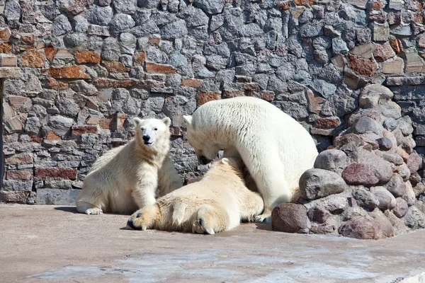 Ursa polar branca com filhotes de urso — Fotografia de Stock