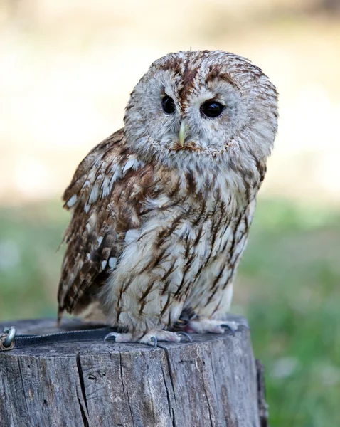 Sitting Barred owl — Stock Photo, Image