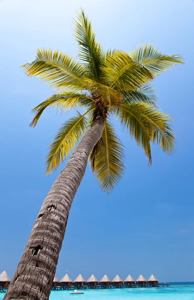 Palmbomen op het tropische eiland in de Oceaan. Maldiven — Stockfoto