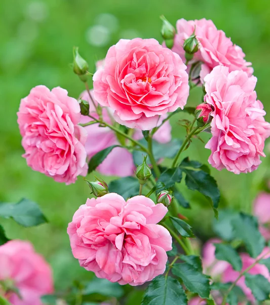 Krzew róży — Zdjęcie stockowe