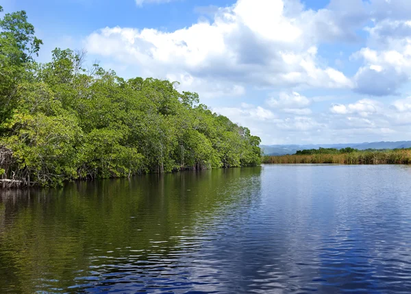 Tropiska snår mangroveskog på black river. Jamaica. — Stockfoto