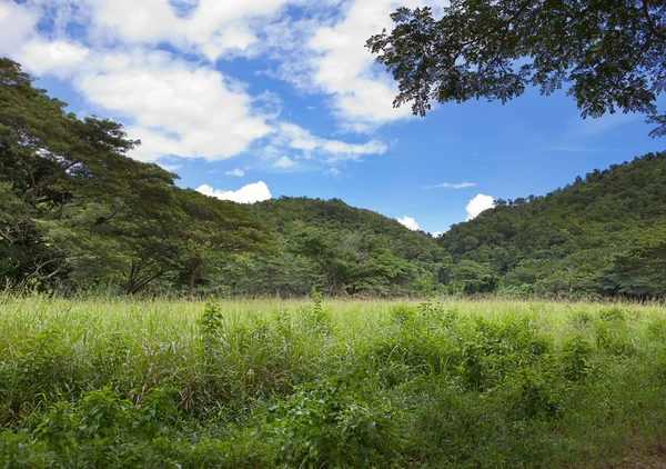 Jamaica. tropiska naturen en vid foten av berget. — Stockfoto