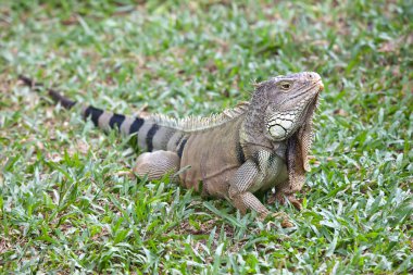 Iguana