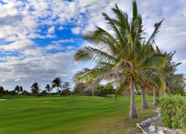 golf alan palmiye ağaçlarının