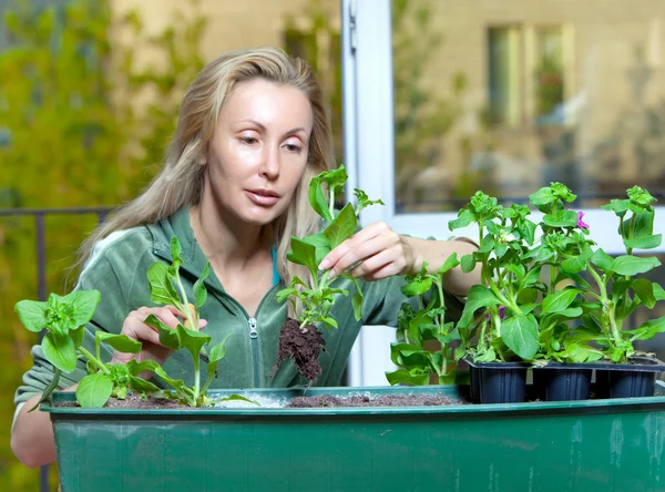 Den unga kvinnan och låda med petunia blommor plantor, fokus i förgrunden — Stockfoto