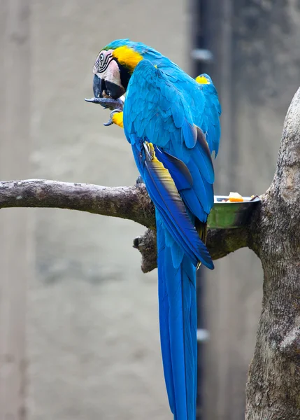 Красивый разноцветный попугай — стоковое фото