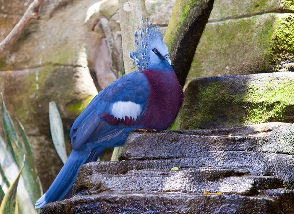 Victoria paloma coronada —  Fotos de Stock