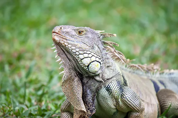 Büyük iguana — Stok fotoğraf