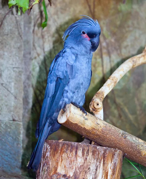 Parrot — Stock Photo, Image