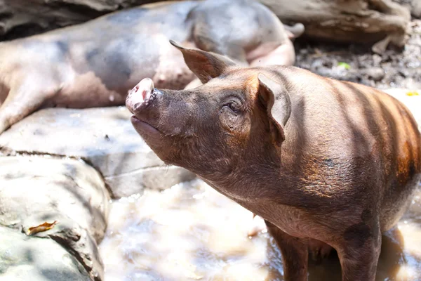 Het grote varken — Stockfoto