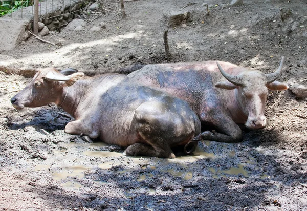 Twee buffels ontspannen in Plas — Stockfoto